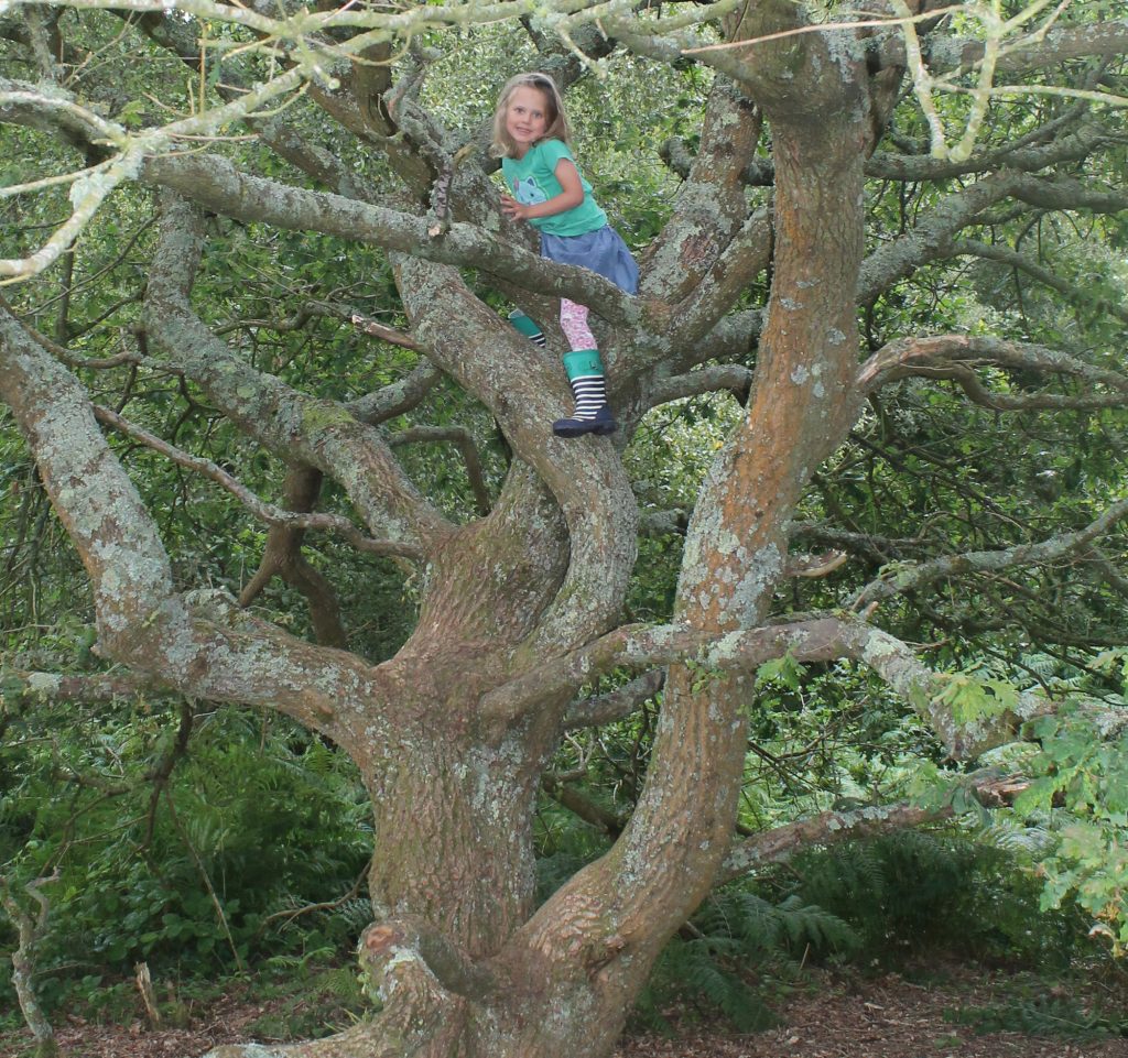 Climbing tree